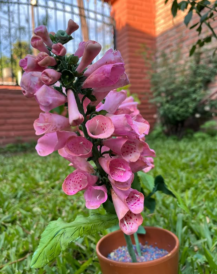 PLANTAS