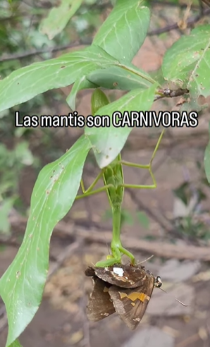 PLANTAS MEDICINALES