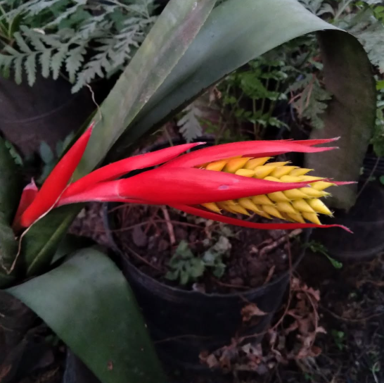 Imagen de PLANTAS