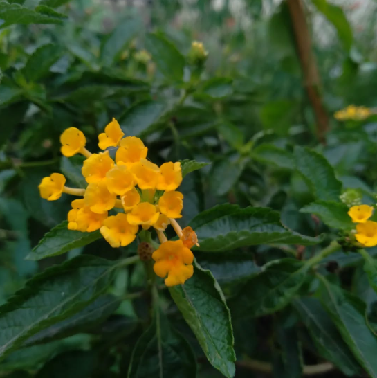 Imagen de PLANTAS