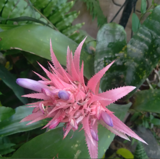 PLANTAS